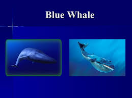 great white sharks blue whales
