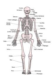 Skeletal System Labeled Diagrams Human Skeleton The