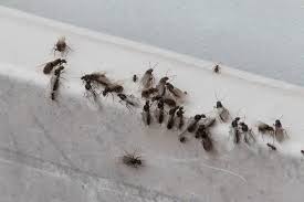 des fourmis volantes