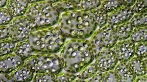 leaf cells through a microscope you