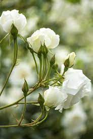 Although it's typical to see men handing a bunch of flowers… 15 Best White Flowers For Your Garden White Flowering Shrubs