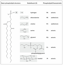 general structure of phospholipids and