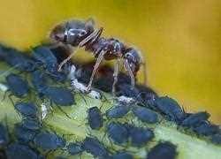 Ob im gartenbeet oder im rasen, ameisenkolonien bringen dort einiges dennoch sind ameisen nützlich im garten, da sie den abbau toter pflanzen unterstützen und zur. Ameisen Im Garten Ameisenplage Ameisen Bekampfen So Gehts