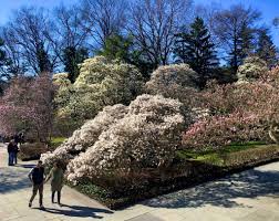 a walk through brooklyn botanic garden