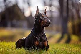 the 7 best guard dogs to protect your