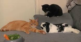 All are best friends … cue the golden girls theme…thank you for being a friend… Two Cats And A Bunny Best Of Friends The Animal Rescue Site News
