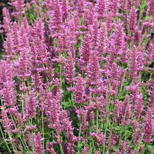 Other more unusual species and cultivars may enable a product niche. Giant Hyssop Arcado Pink Agastache X Hybrida Height 24 Blooms Summer Zone 6 Pink Perennials Dream Garden Flowers Perennials