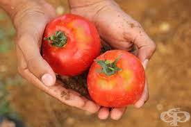 Тайните за отглеждане на хубави домати съвети от славка 2017 08 03 19 07 26. 5 Malki Tajni Za Otglezhdane Na Vkusni Domati Zdravni Sveti Framar Bg
