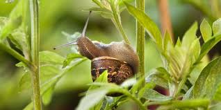 get rid of snails slugs with coffee