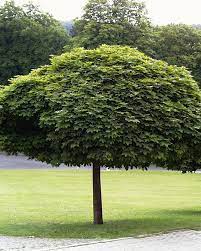 5 Of The Best Trees With Small Root