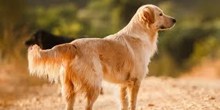 We test with ofa, embark genetics, paw print genetics, and penn hip. Golden Retriever Breeders In Connecticut Reviewed Breeder Review