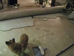 Painted Concrete Floors Dog Urine