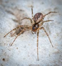 brown recluse spiders in arkansas