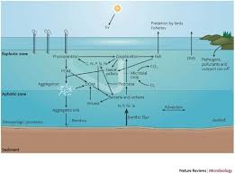microbial structuring of marine
