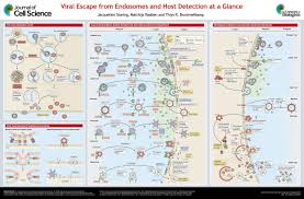 Viral Escape From Endosomes And Host Detection At A Glance