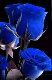60 melhor ideia de Rosas azuis | rosas azuis, rosas, rosas lindas