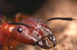 carpenter ants bite ant pest control