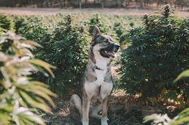 is pot good for dogs