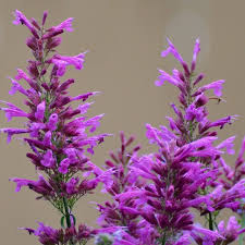I searched by the recipient's zip code. Ava S Hummingbird Mint Agastache Ava Plant High Country Gardens