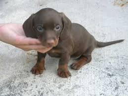 Louie's dachshund puppies for sale in nc: Dachshund Mini In Miami Florida Dachshund Puppies For Sale Dachshund Puppies Dachshund