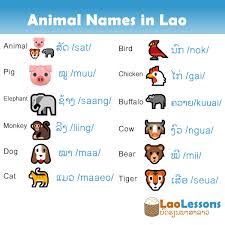 Learn Animal Names In Lao Laolessons