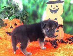 Greenfield puppies has been finding homes for puppies since 2000. Gerberian Shepsky Of Central Florida Home Facebook