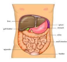 organs in the four abdominal quadrants