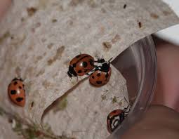 Ladybugs, also called lady beetles or ladybirds, are a gardener's best friend. Ladybugs Backyard And Beyond