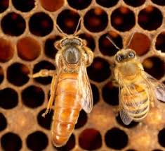 queens drones and worker honey bees