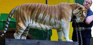 In , a wild female tiger of this coloration. Golden Tabby Tiger