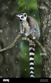 katta, lemur catta, ring-tailed lemur , muttertier, mutter, weibchen,  female, mit jungtier, baby, nachwuchs, mother with baby, y Stock Photo -  Alamy