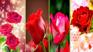 rose flower images red rose dp