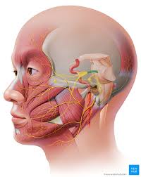 trigeminal nerve cn v anatomy