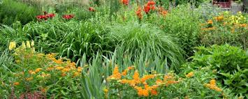 Native Plants In The Cottage Garden