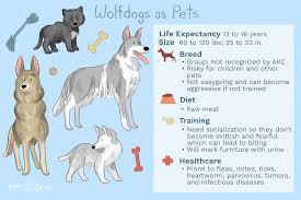 Wolf Dog Full Profile History And Care