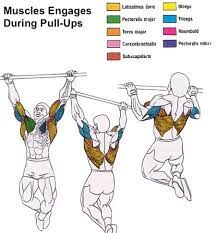 muscles worked in pull ups and chin ups