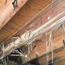 Foundation Termite Damage Repair