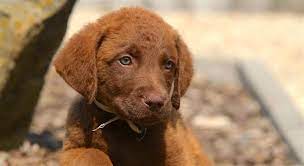 Find chesapeake bay retrievers for sale in toronto, ontario on oodle classifieds. 5 Things To Know About Chesapeake Bay Retrievers