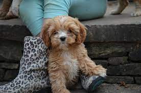 Early neurological stimulation, added protection against parvo, consistent worming schedule, flea and tick prevention and a healthy diet with plenty of. Best Cavapoo Breeders