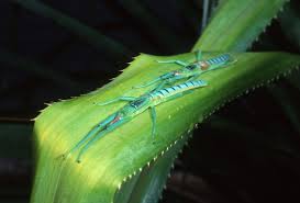 leaf and stick insects wet tropics