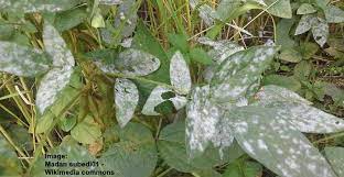 how to get rid of white mold on plants