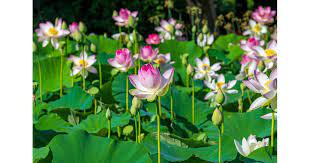 Historic Lily And Lotus Flowers