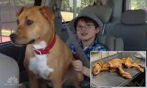 Abused 'warrior puppy' who nearly starved to death transforms life of autistic boy | Daily Mail Online