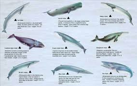Whale Chart Whales A New Hope