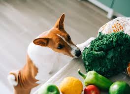 What Vegetables Can Dogs Eat Petmd