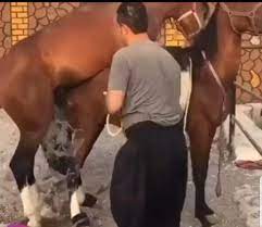 جفت گیری اسب های مسابقه ای با انسان - animalsvideo