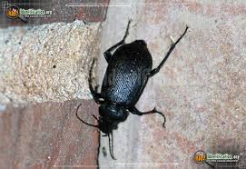 North American Beetles