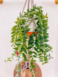 care guide for the lipstick plant