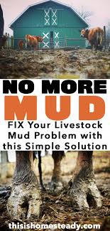 livestock mud problem
