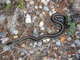 There are 55 different species of snakes in the sunny state of florida. Snake Friendly Garden Attracting Snakes To The Garden